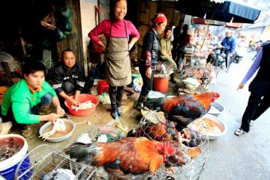 Bất lực gia cầm trôi nổi?